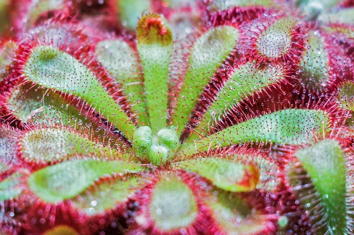 Tanaman sundew jenis daun spatulate