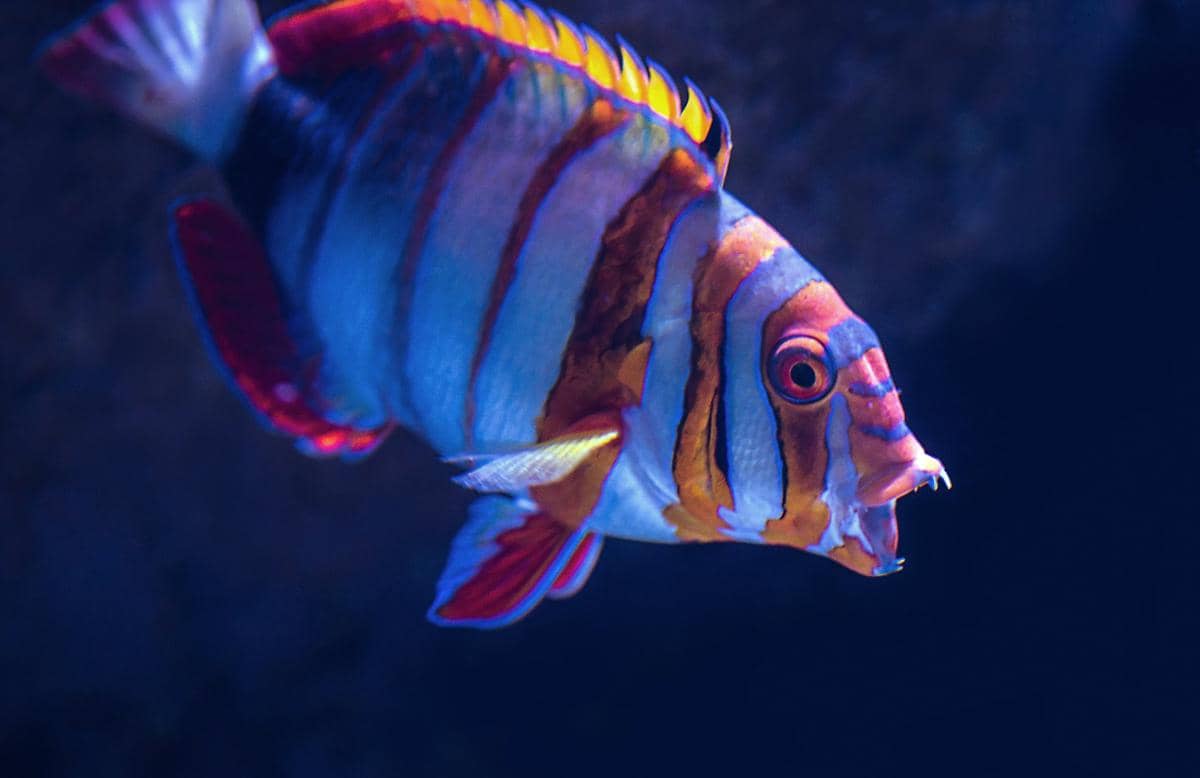Harlequin Tuskfish dewasa lebih sering hidup sendiri