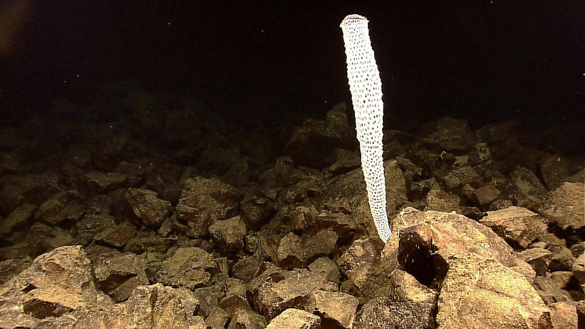 tubuh glass sponge didominasi oleh jaringan syncytium yang menyatu