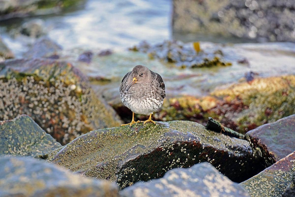 5 Fakta Burung Kiwi, Burung Tanpa Sayap yang Terancam Punah