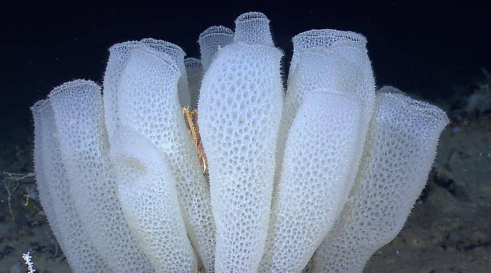 5 Fakta Glass Sponge, Hewan Laut dengan Kerangka Mirip Kaca