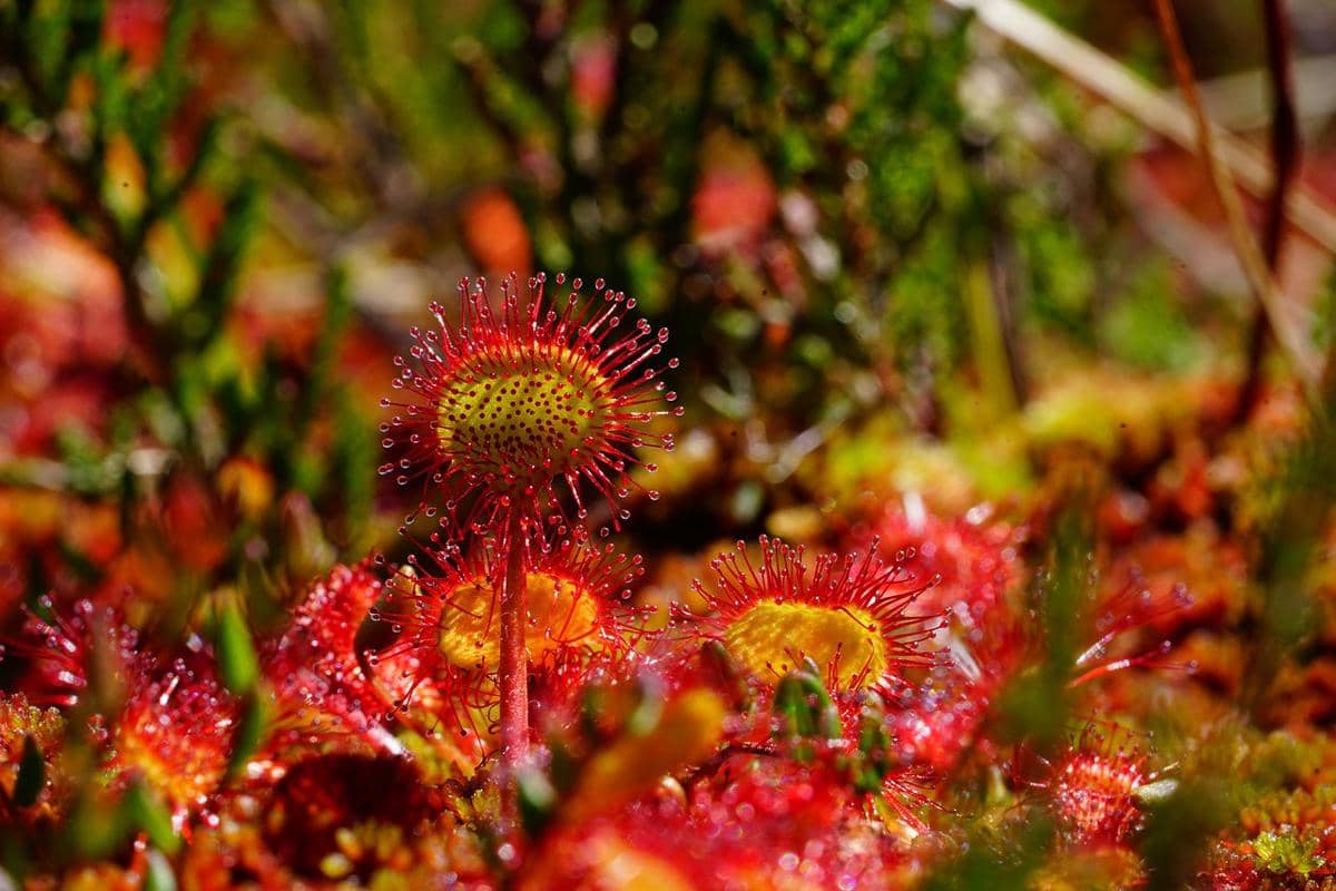 Sundew, Tumbuhan Karnivora Menangkap Mangsa dengan Lendir