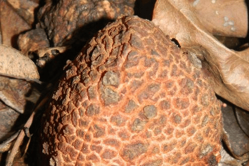 Hydnora Africana