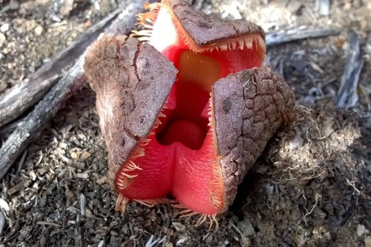 5 Keunikan Hydnora Africana, Tanaman yang Berbau Seperti Kotoran