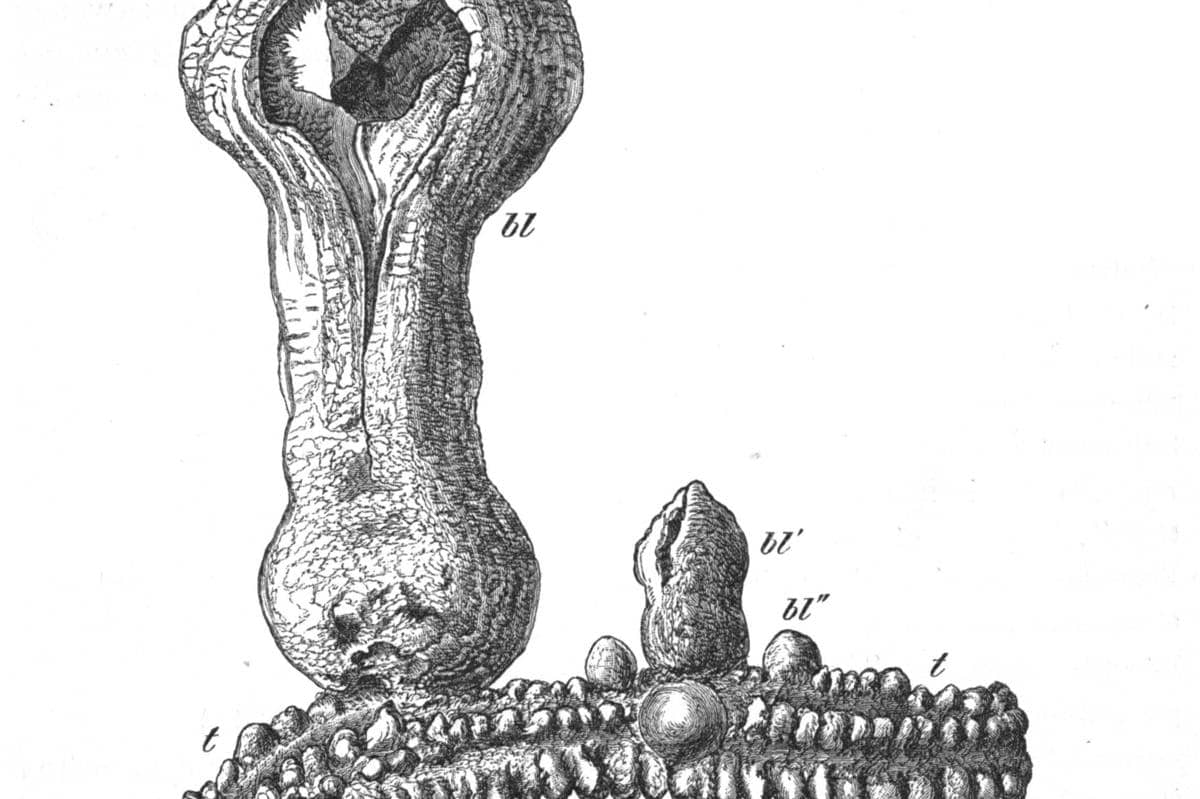 Hydnora Africana