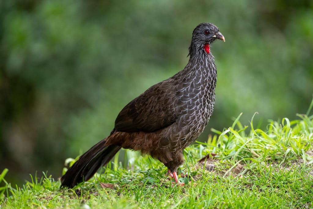 Burung Penelope montagnii