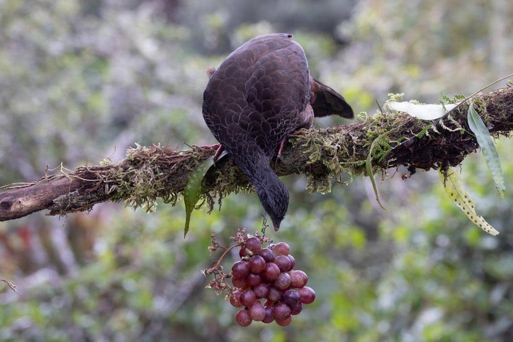 Burung Penelope montagnii