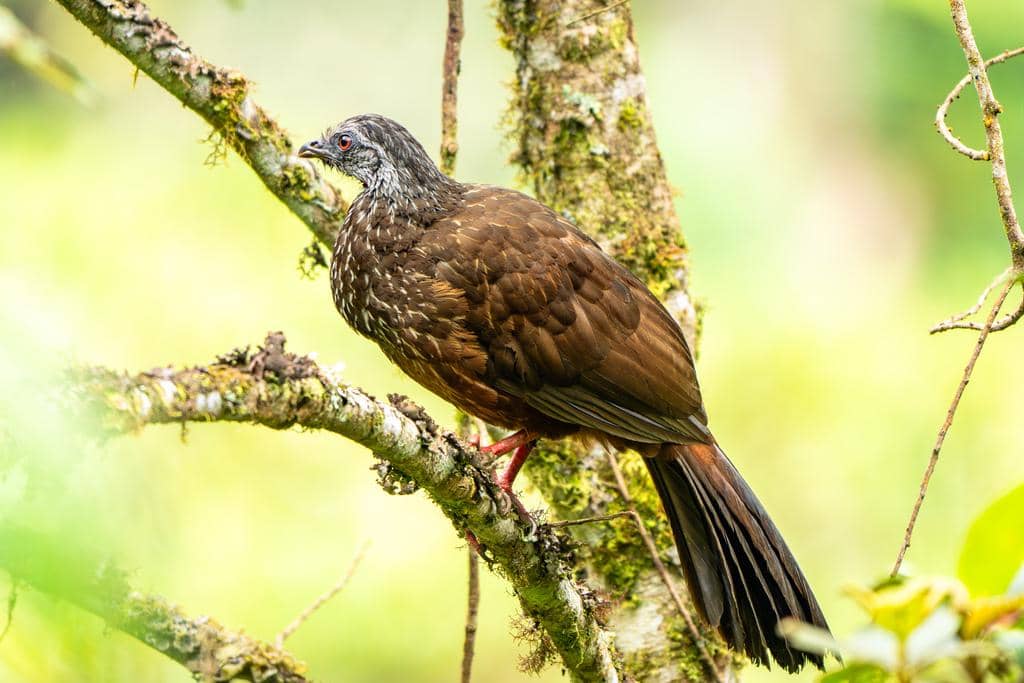 Burung Penelope montagnii