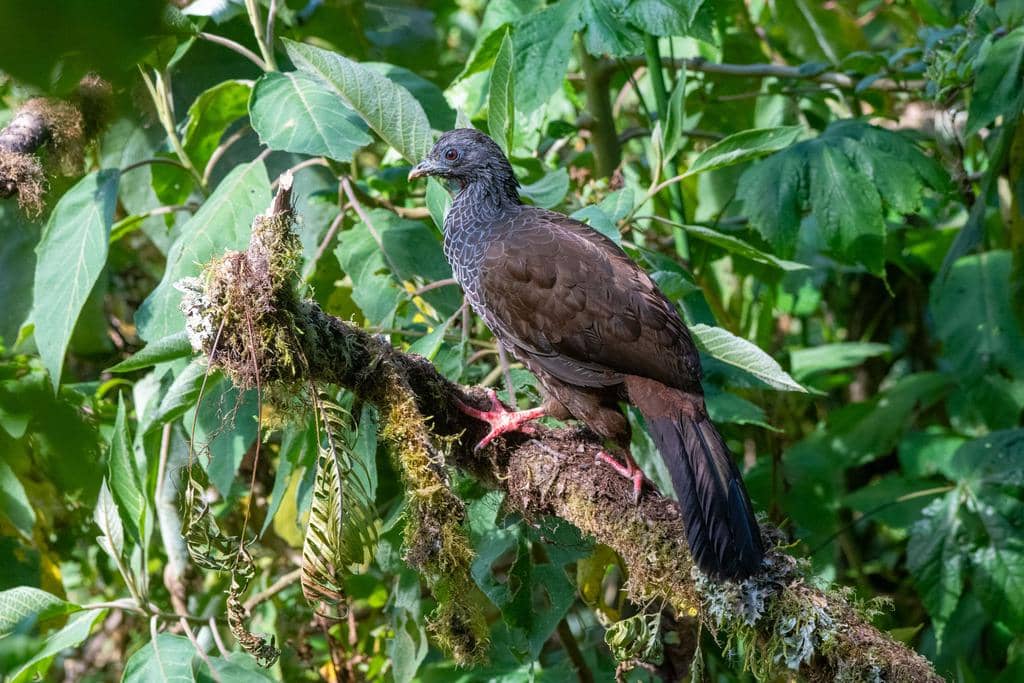 Burung Penelope montagnii