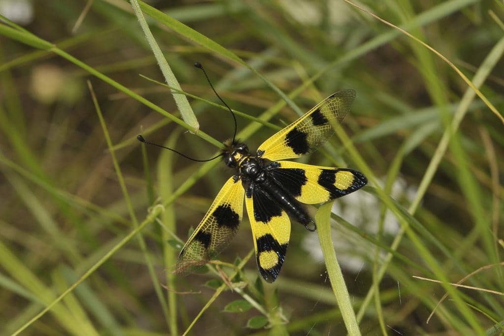 Serangga Libelloides macaronius