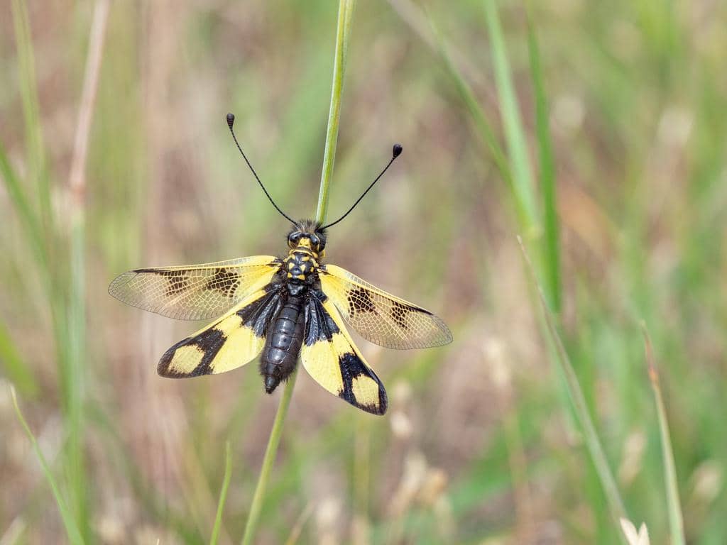 Serangga Libelloides macaronius