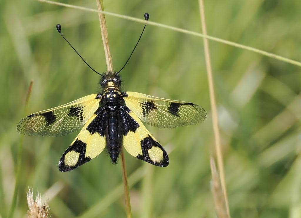 Serangga Libelloides macaronius
