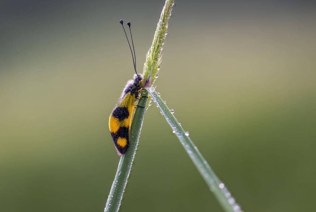 Serangga Libelloides macaronius