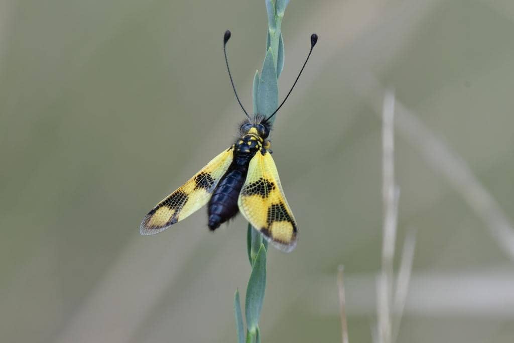 Serangga Libelloides macaronius