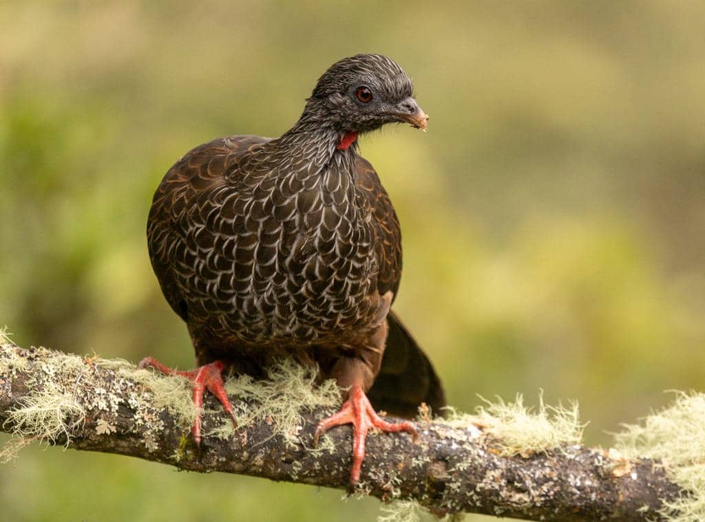 Burung Penelope montagnii