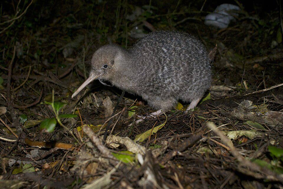 Burung kiwi berbintik kecil dengan paruh panjang sedang berjalan di antara dedaunan dan ranting di tanah hutan pada malam hari.