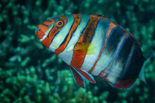 5 Fakta Harlequin Tuskfish, Ikan Belang Bergigi Biru