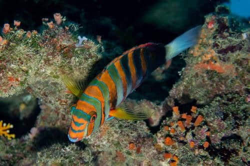 terumbu karang menjadi habitat utama Harlequin Tuskfish