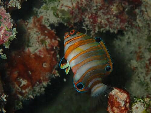 warna tubuh Harlequin Tuskfish menjadi semakin cerah saat dewasa