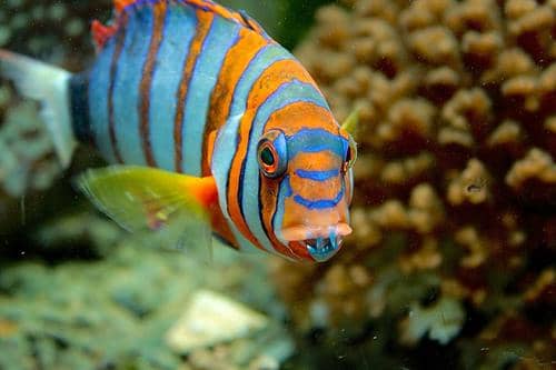 gigi taring biru menjadi ciri khas Harlequin Tuskfish