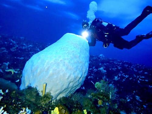 spons vulkano raksasa, salah satu spesies glass sponge yang berumur sangat panjang