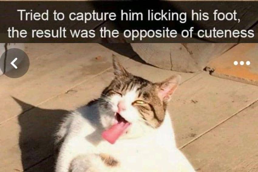 8 Meme Kucing Jilat-jilat, Ekspresi Mereka Kocak Semua