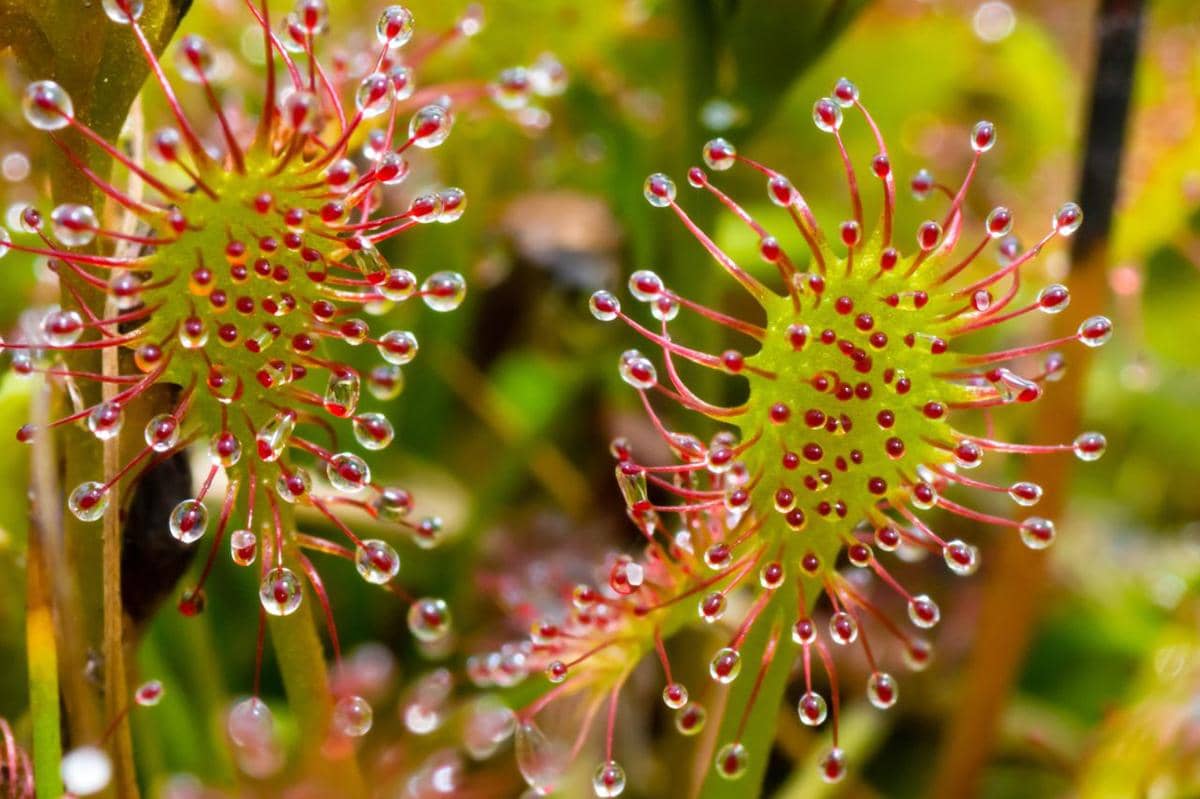 Tanaman sundew round leaf