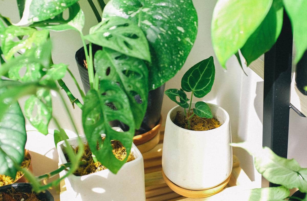 5 Tips Menanam Tanaman di Pot Tanpa Lubang Drainase, Anti Busuk!