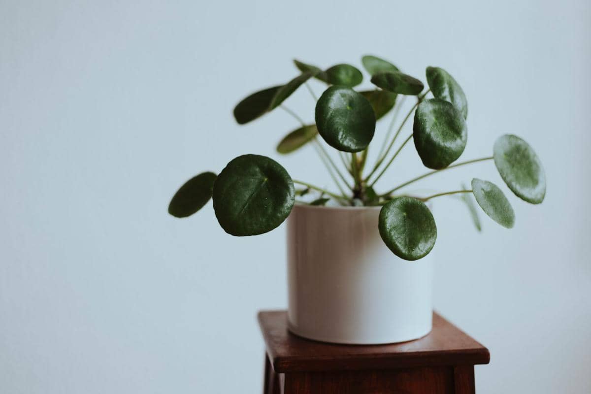 ilustrasi pilea peperomioides