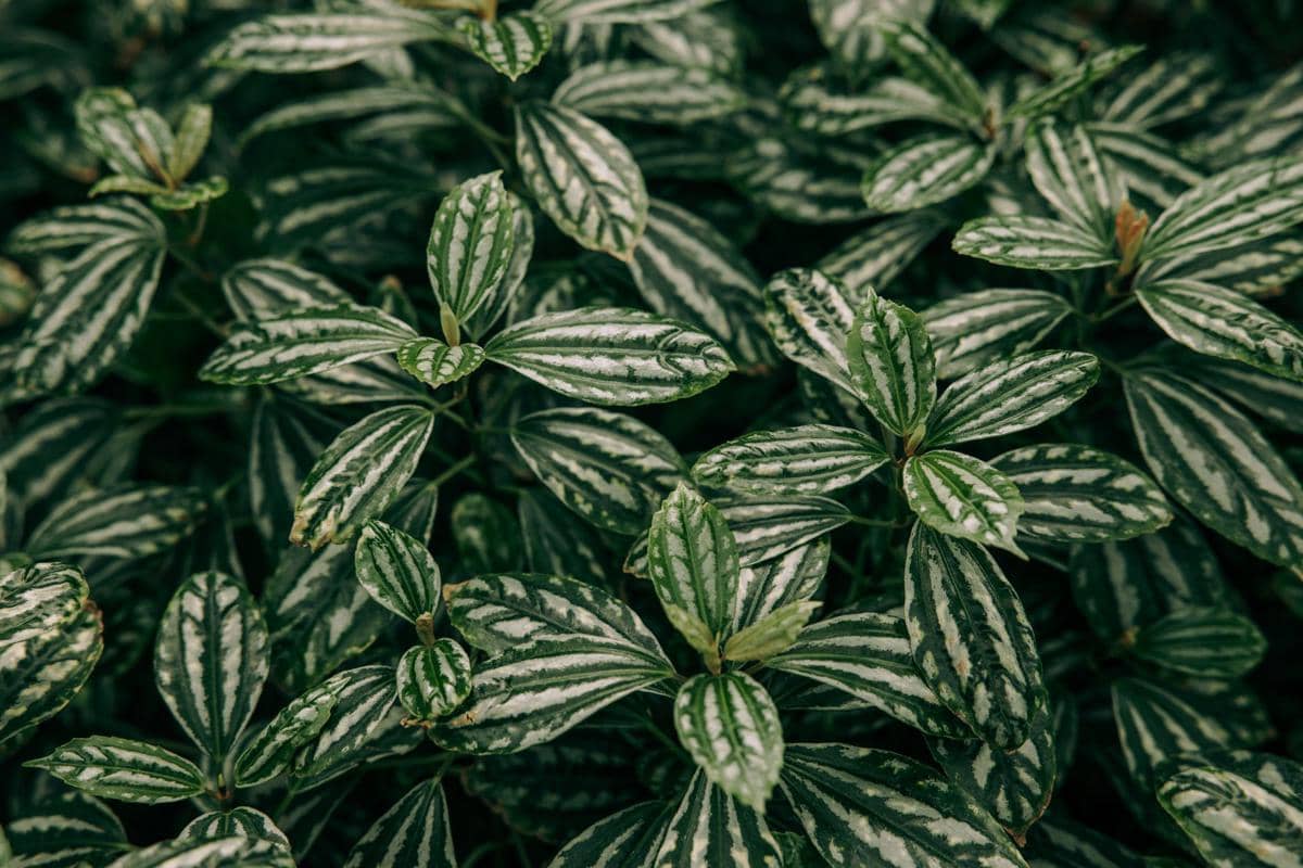 ilustrasi pilea cadierei