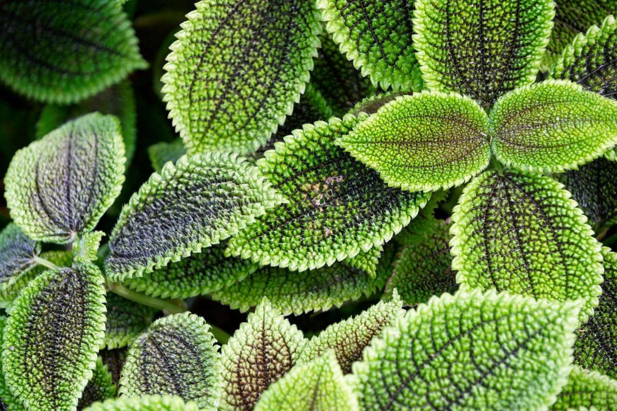 ilustrasi pilea involucrata