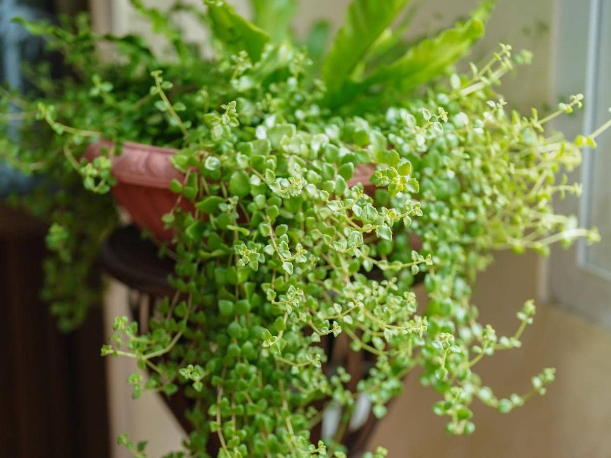 ilustrasi pilea depressa
