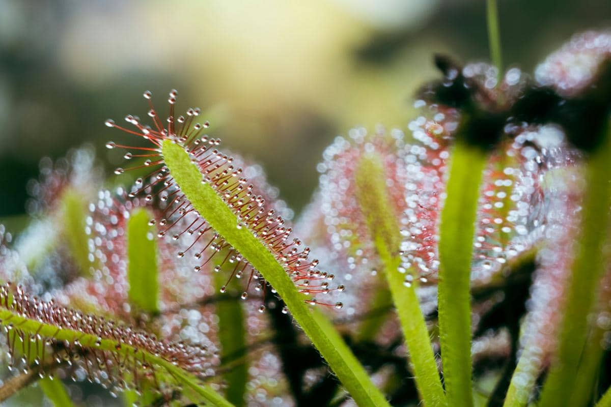 Tanaman sundew thread leaf