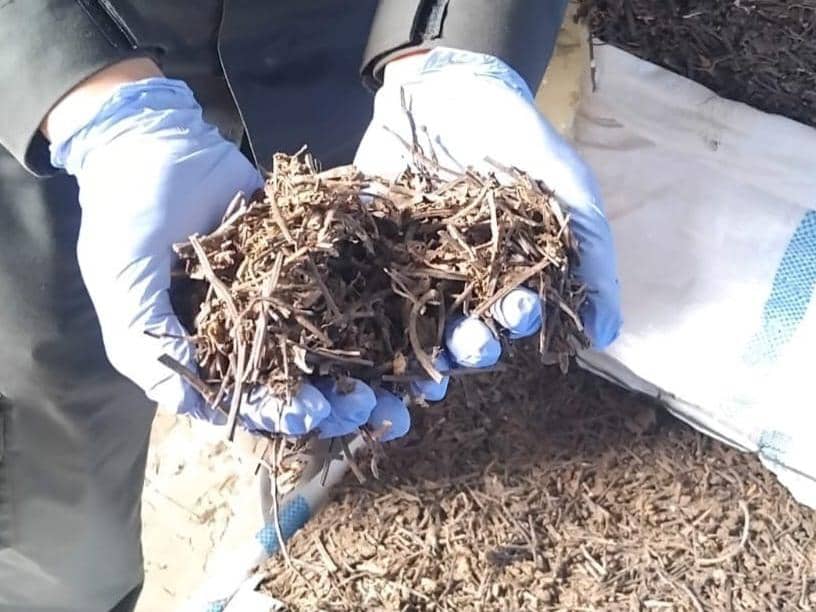 Cegah Sebaran Hama, 20 Ton Daun Cincau Kering Diperiksa Petugas