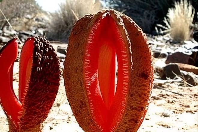 Hydnora Africana