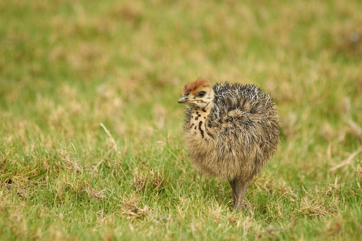 Seekor burung kiwi berdiri di atas rerumputan hijau dengan bulu cokelat tebal dan pola gelap di lehernya.