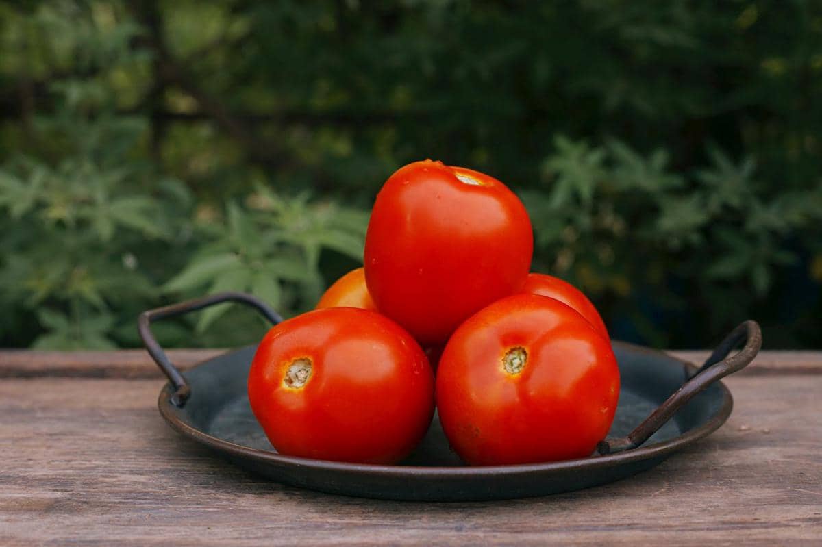 Tomat