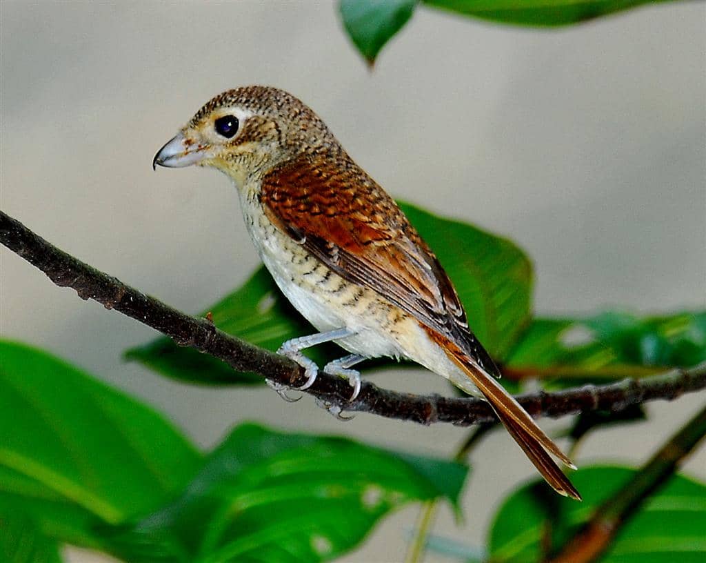 burung bentet loreng