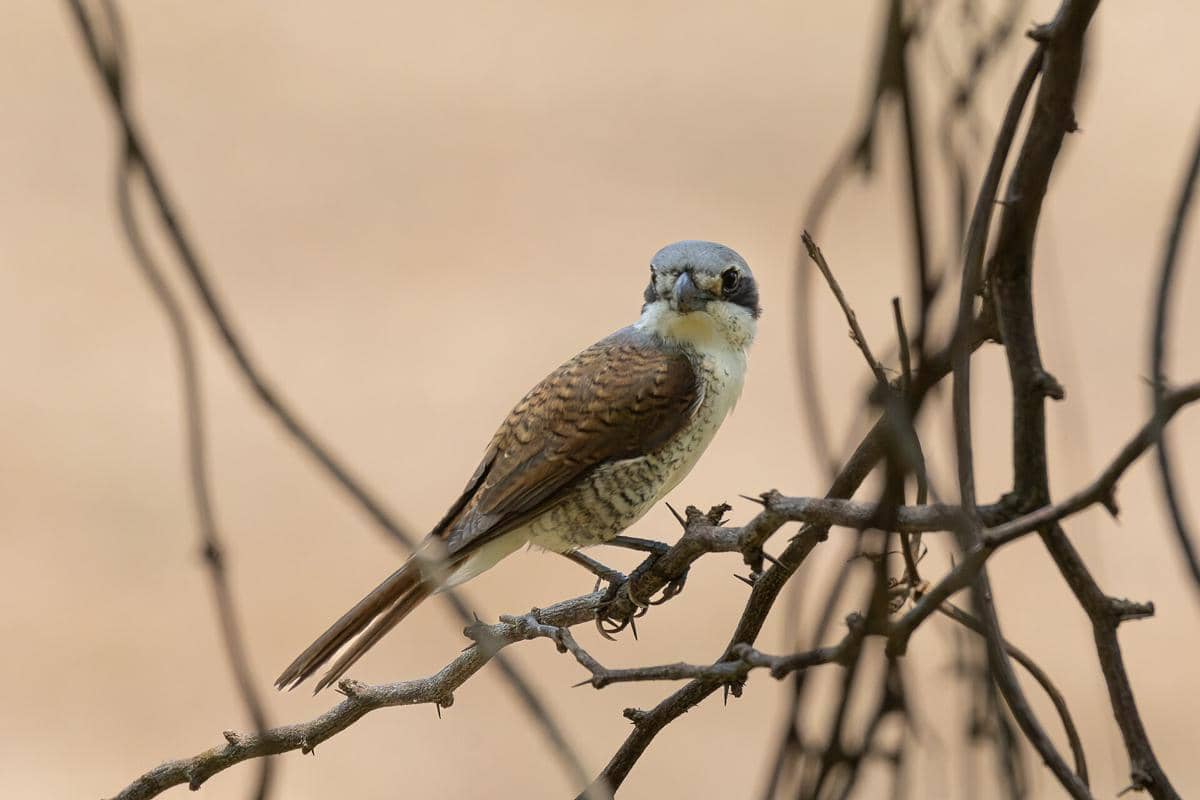 5 Fakta Bentet Loreng, Burung Jagal Sejati yang Sadis