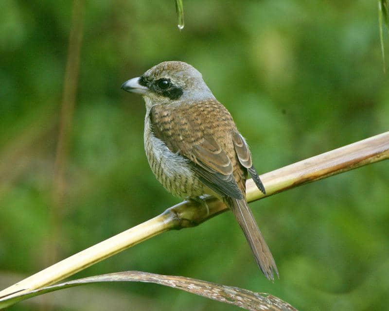 burung bentet loreng