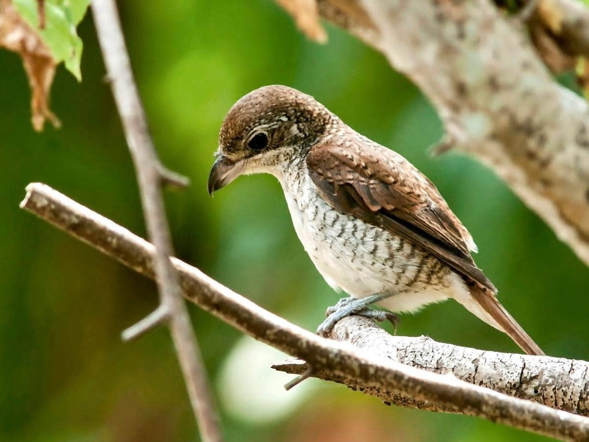 burung bentet loreng