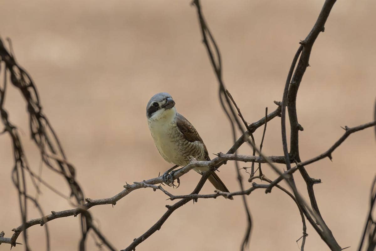 burung bentet loreng