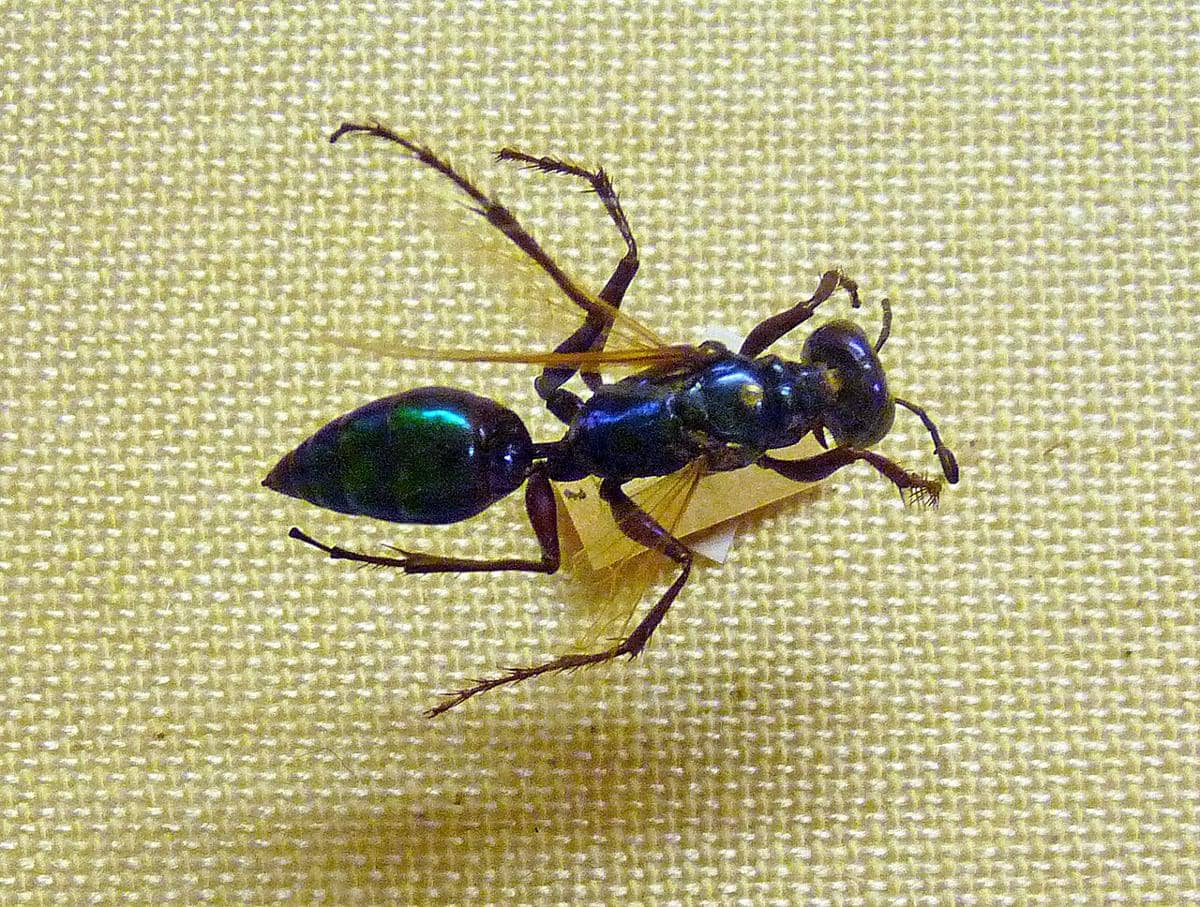 Ampulex compressa