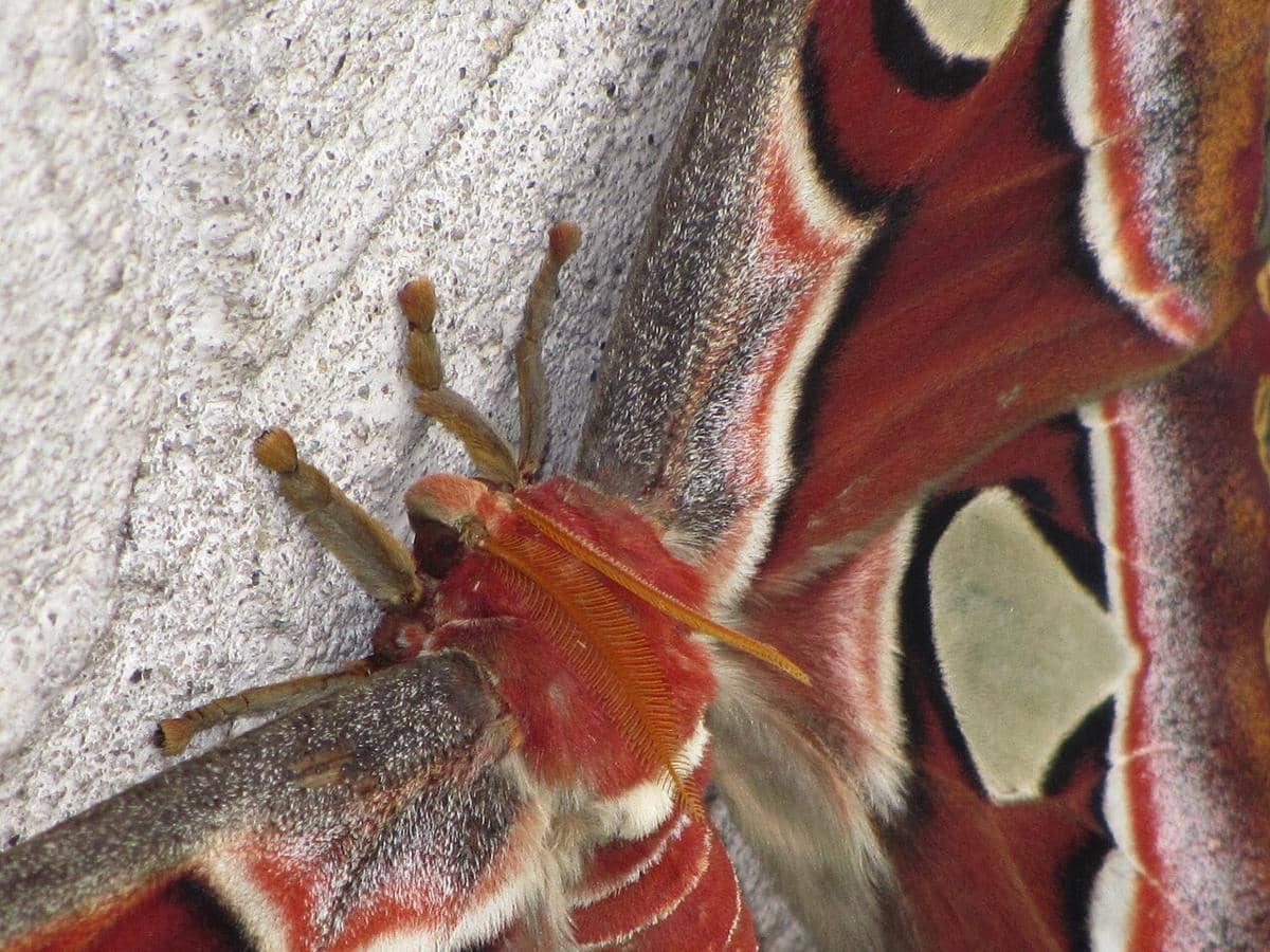 Attacus atlas