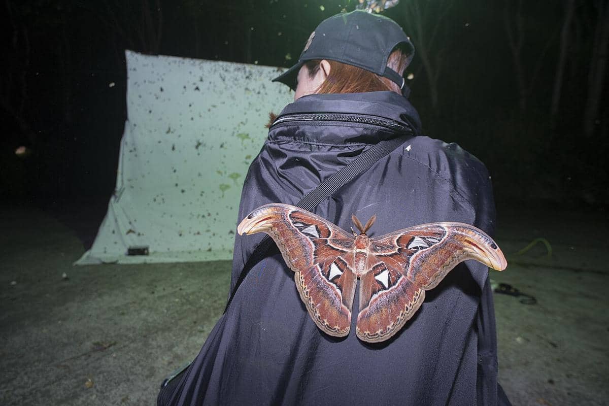 Attacus atlas