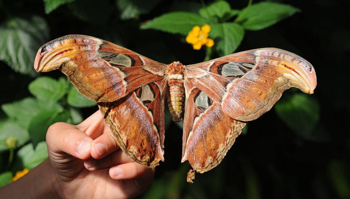 Attacus atlas