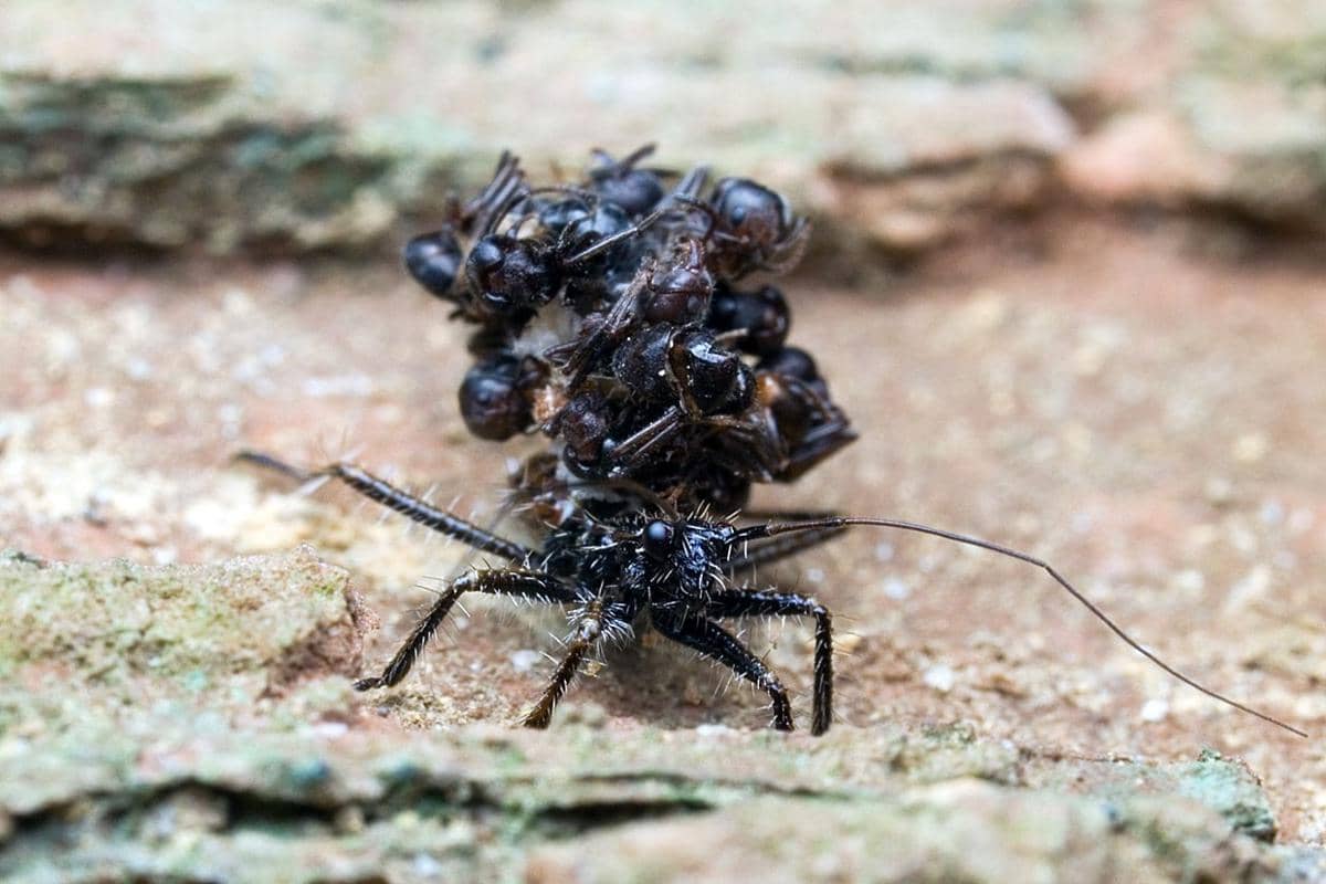 5 Fakta Assassin Bug, Serangga yang Pakai Mayat Mangsanya sebagai Baju