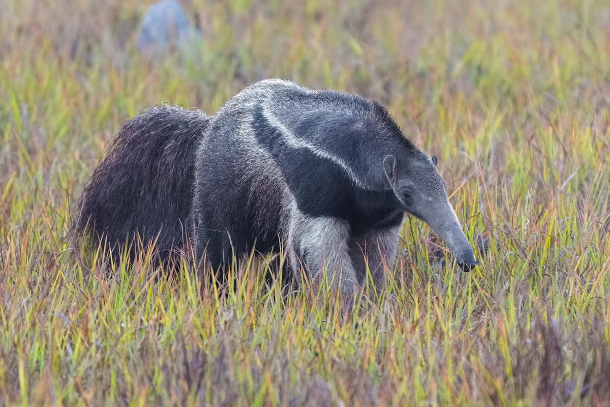 giant anteater, salah satu satwa khas yang hidup di Cerrado
