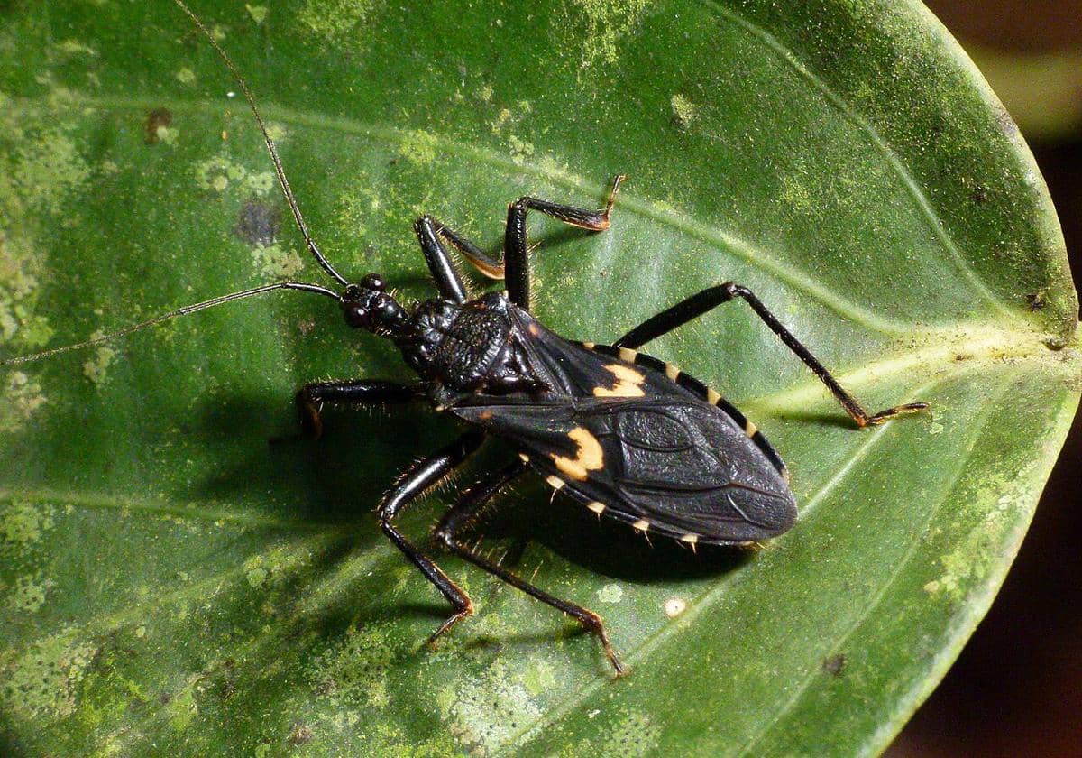 Assassin bug