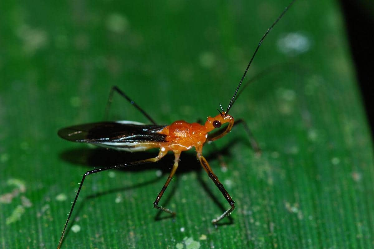 Assassin bug